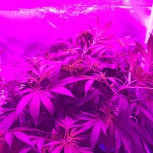 Meet your Posher, Dollar